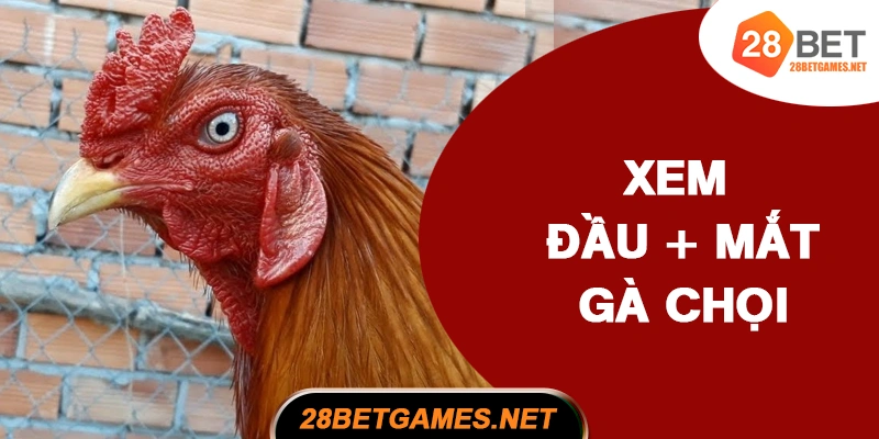Cách xem đầu và mắt gà chọi