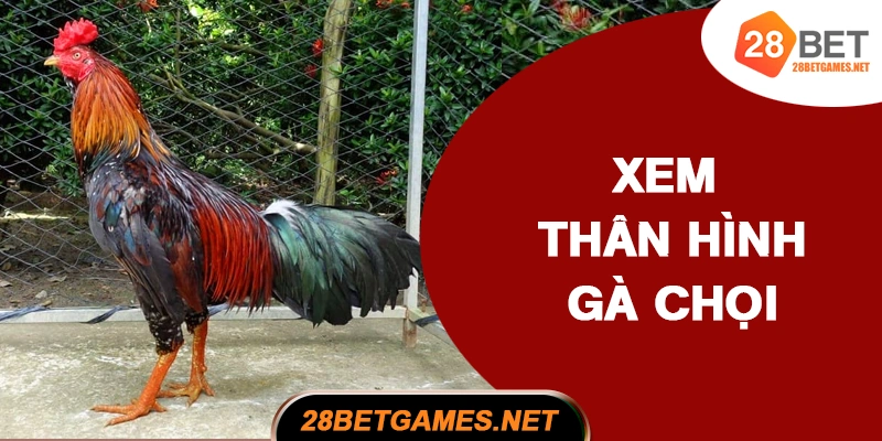 Cách xem thân hình gà chọi