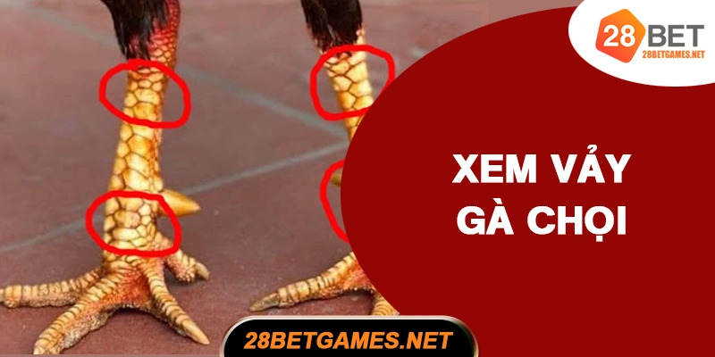 Cách xem vảy tướng gà chọi thần kê